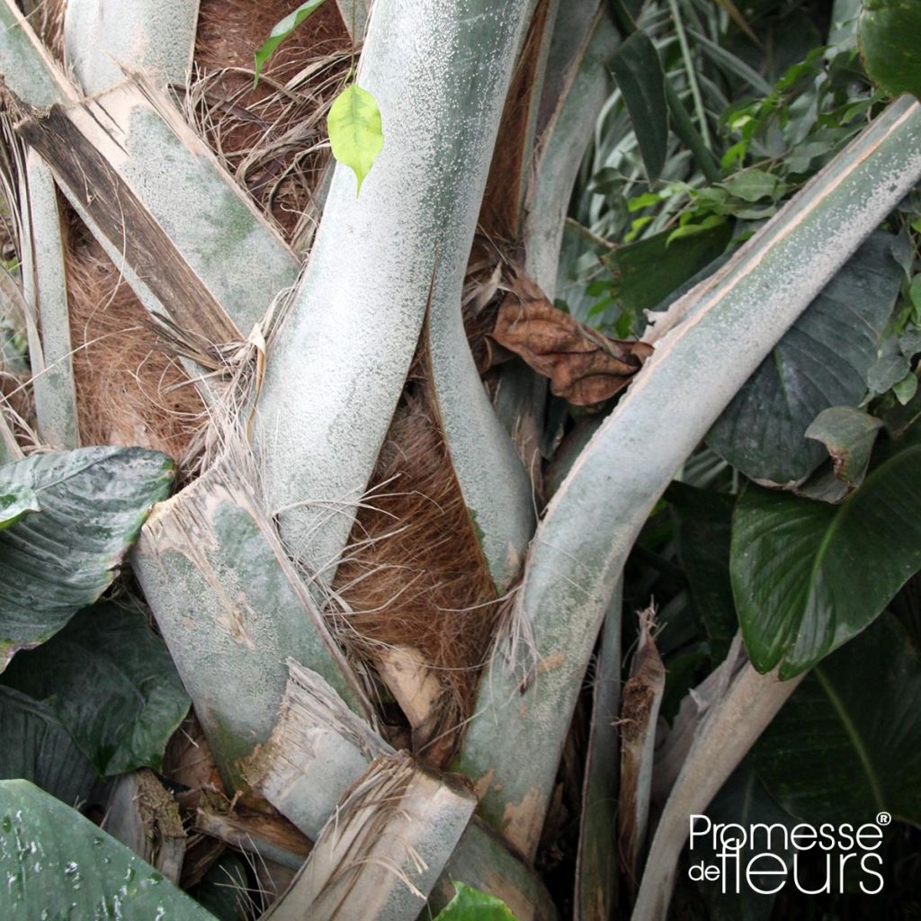 Sabal mauritiiformis - Palmier éventail