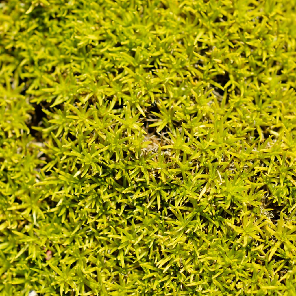 Sagina subulata Aurea