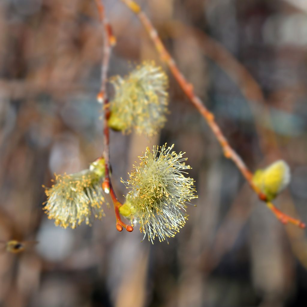 Borrazeira-negra Curly Locks - Salix caprea