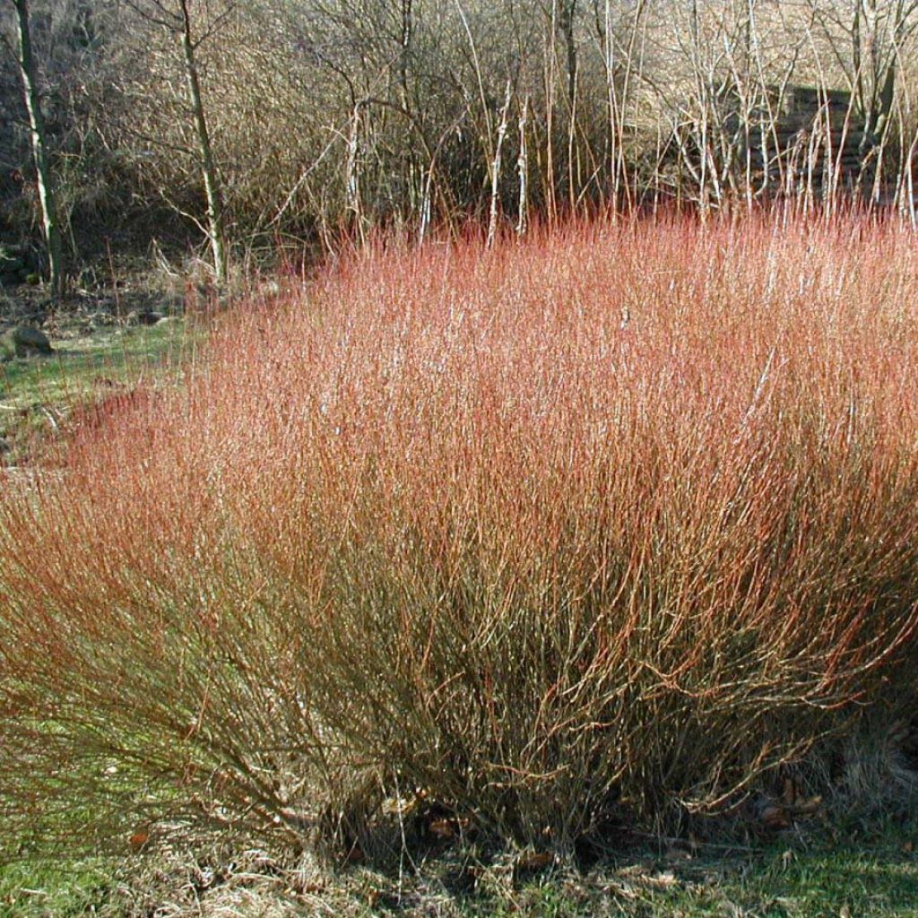 Salgueiro-roxo Nana - Salix purpurea