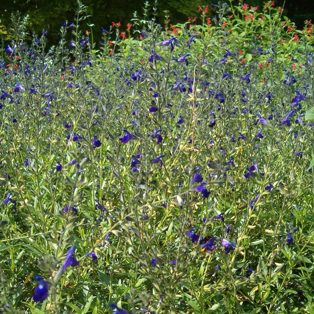 Sauge de Coahuila - Salvia coahuilensis