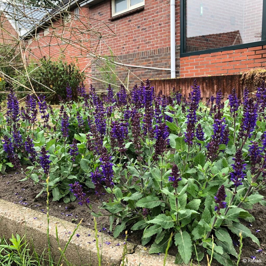 Sálvia Sabadate Bazuin® Dark Night