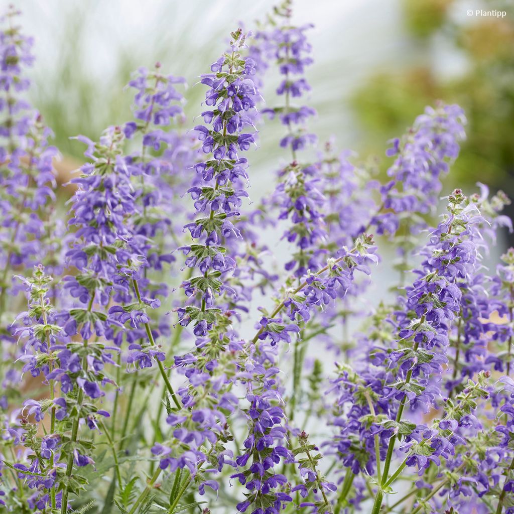 Sálvia Bocofpea Feathers Peacock