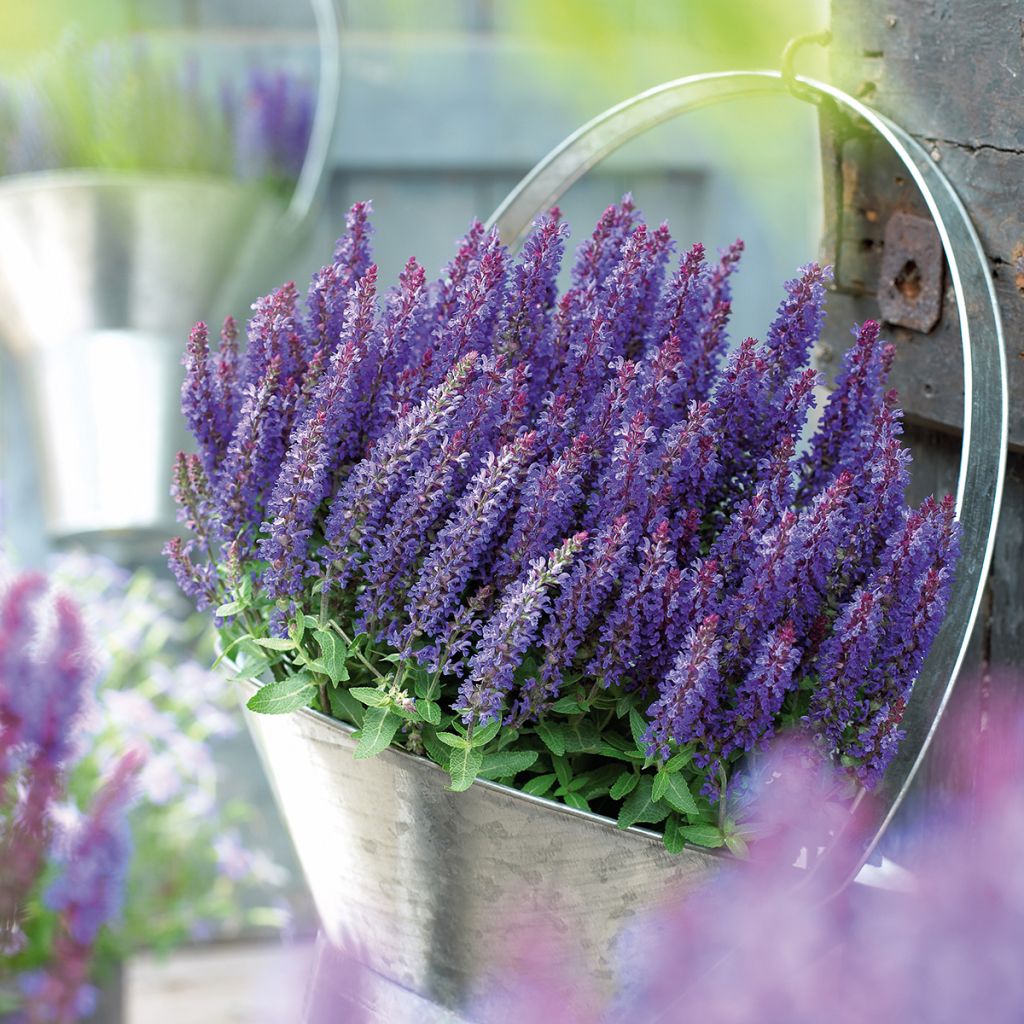 Sálvia nemorosa Sensation Deep Blue