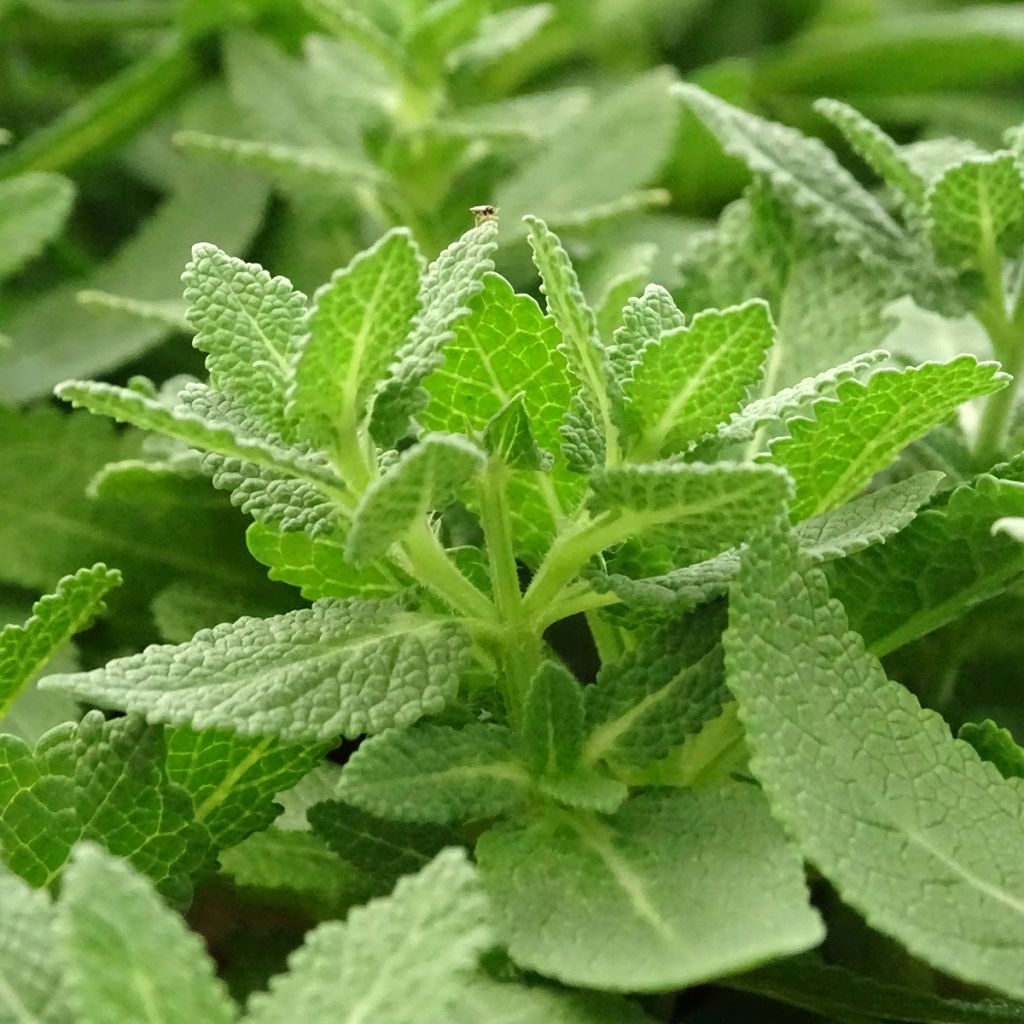 Sálvia nemorosa Sensation White