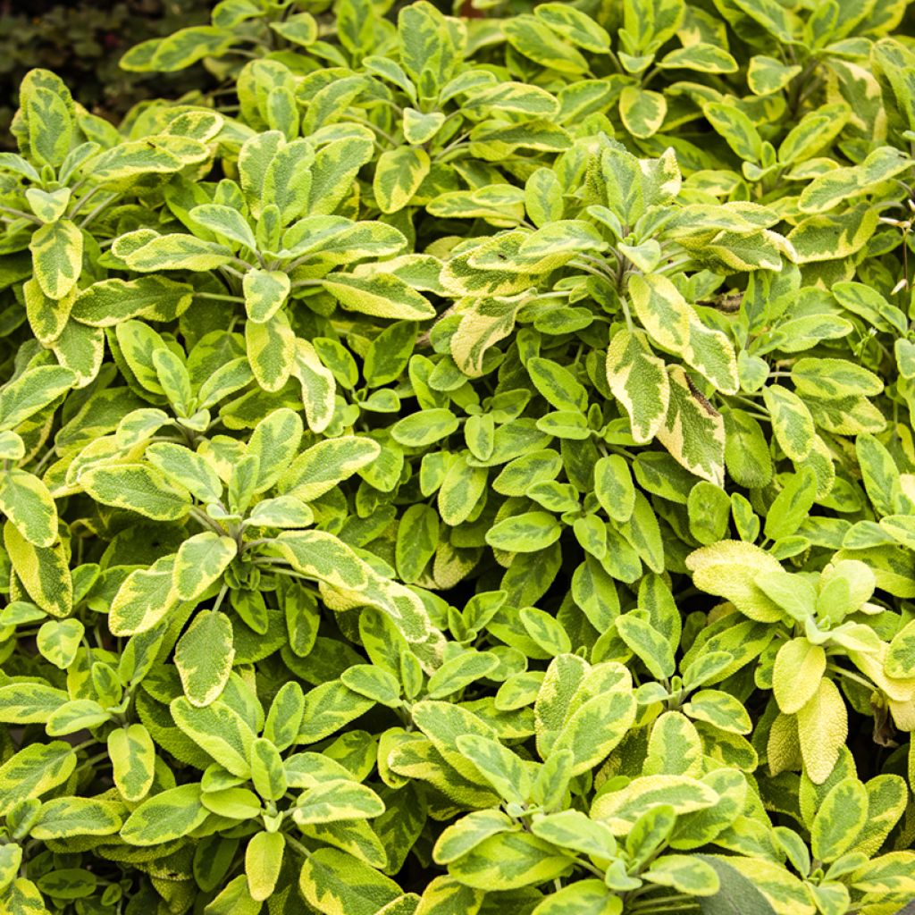 Salva Aurea - Salvia officinalis