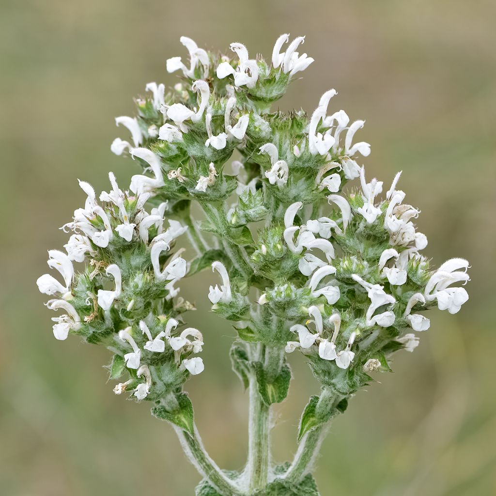 Salvia aethiopis - Erva-africana