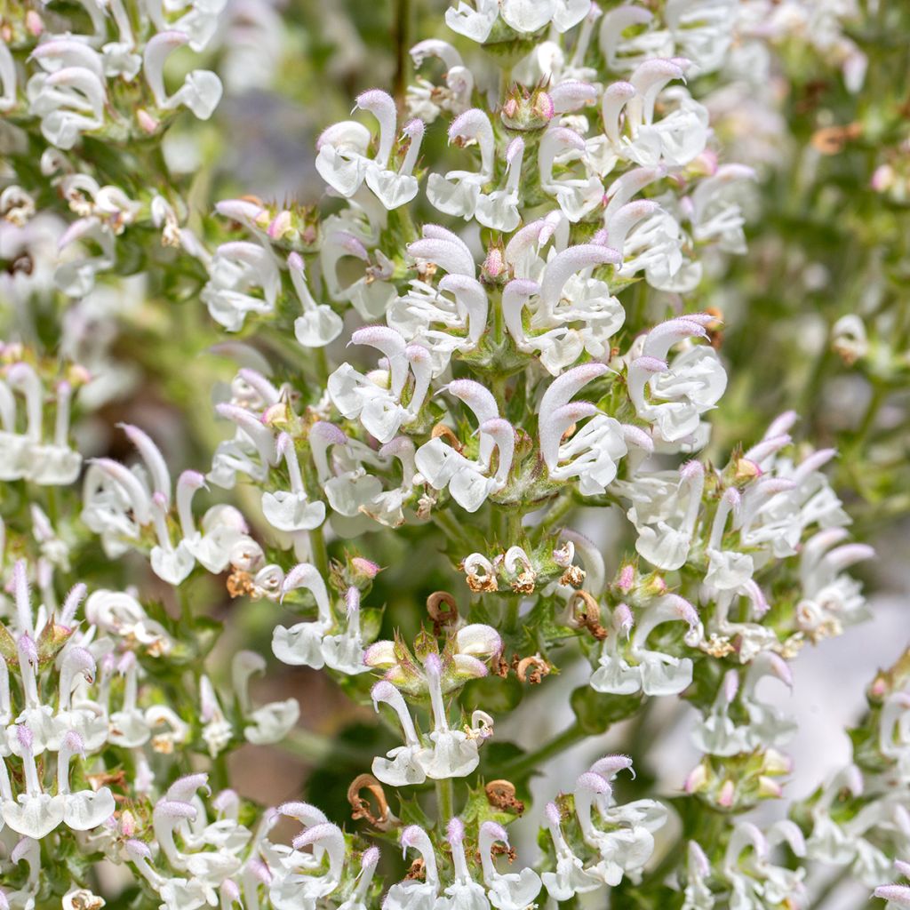 Salvia aethiopis - Erva-africana