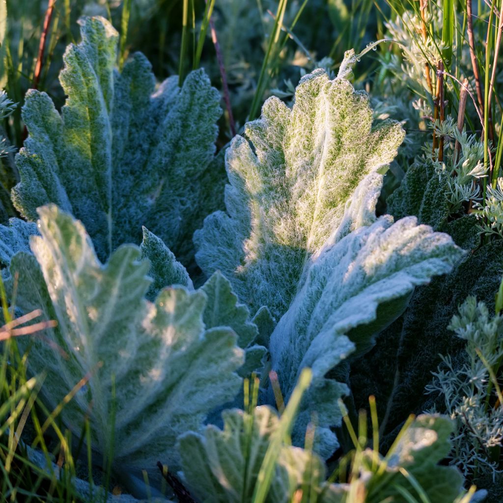 Salvia aethiopis - Erva-africana
