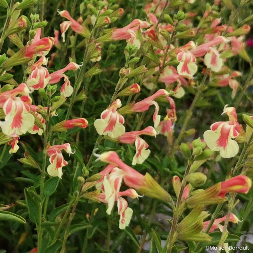 Sálvia jamensis Belle de Loire