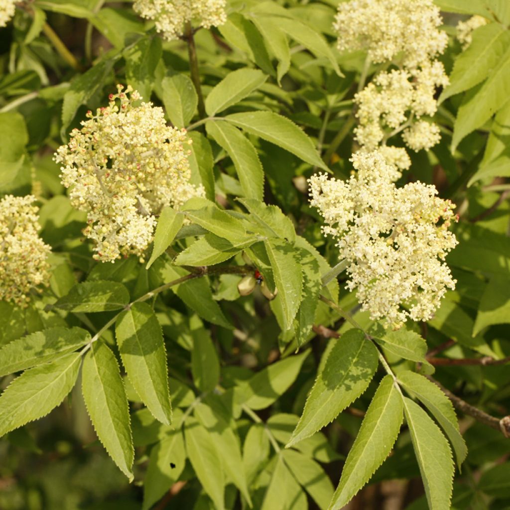 Sambucus miquelii - Sabugueiro de Miquel