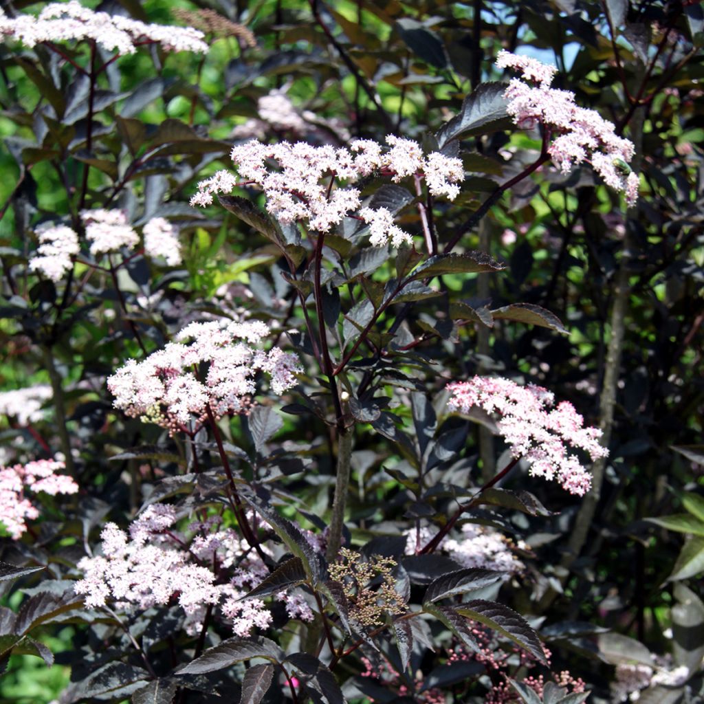 Sambucus nigra Black Beauty