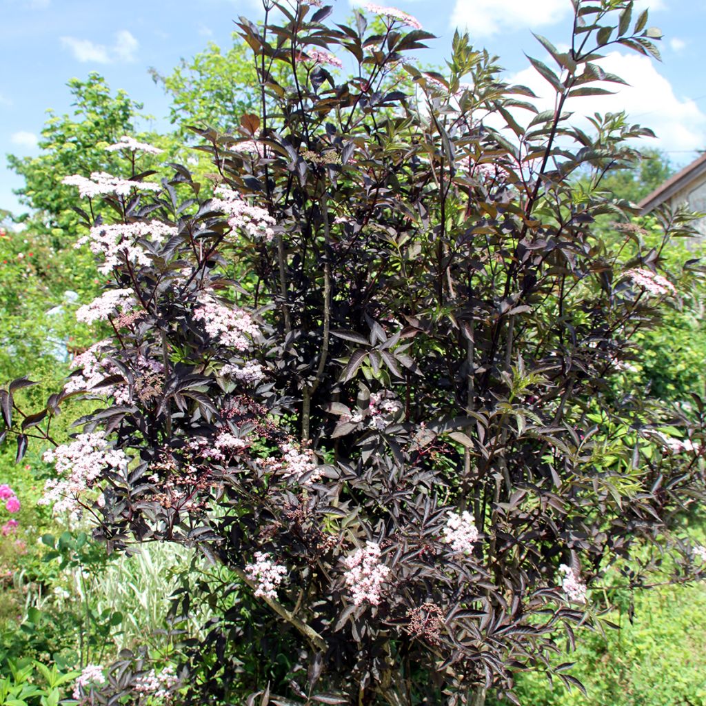 Sambucus nigra Black Beauty