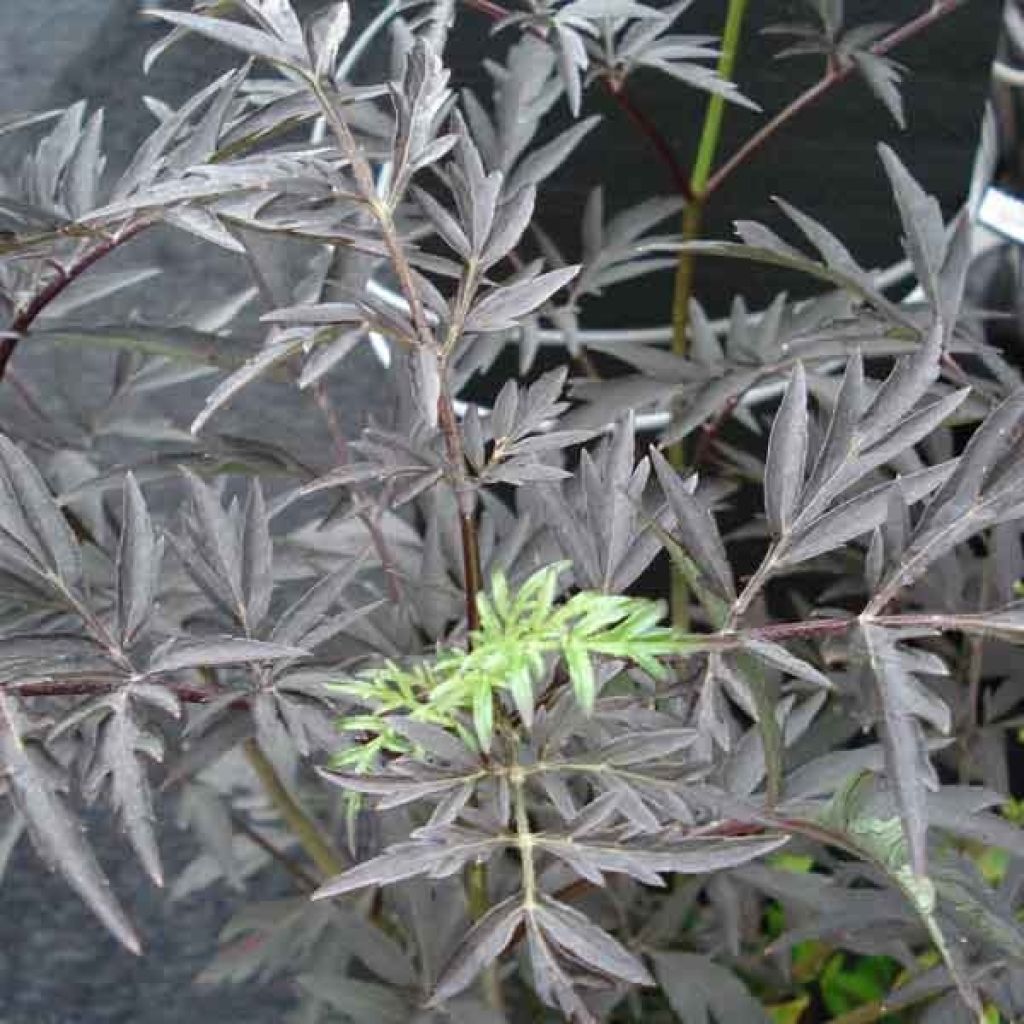 Sambucus nigra Black Lace