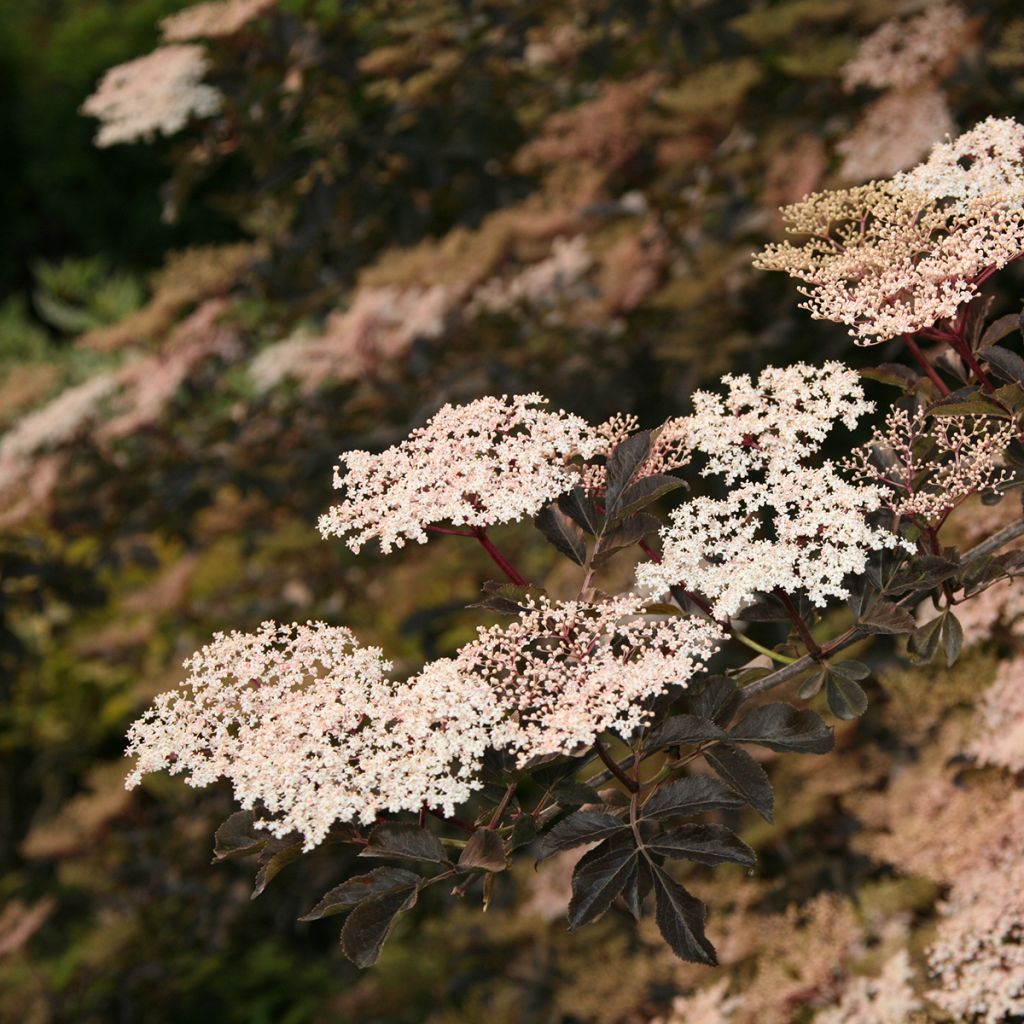 Sambucus nigra Guincho Purple