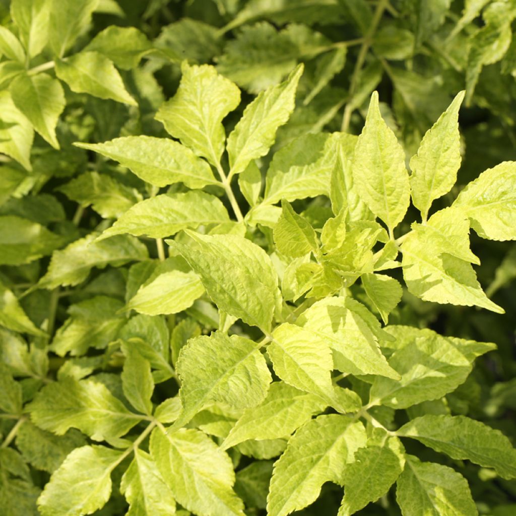 Sambucus nigra Luteovariegata