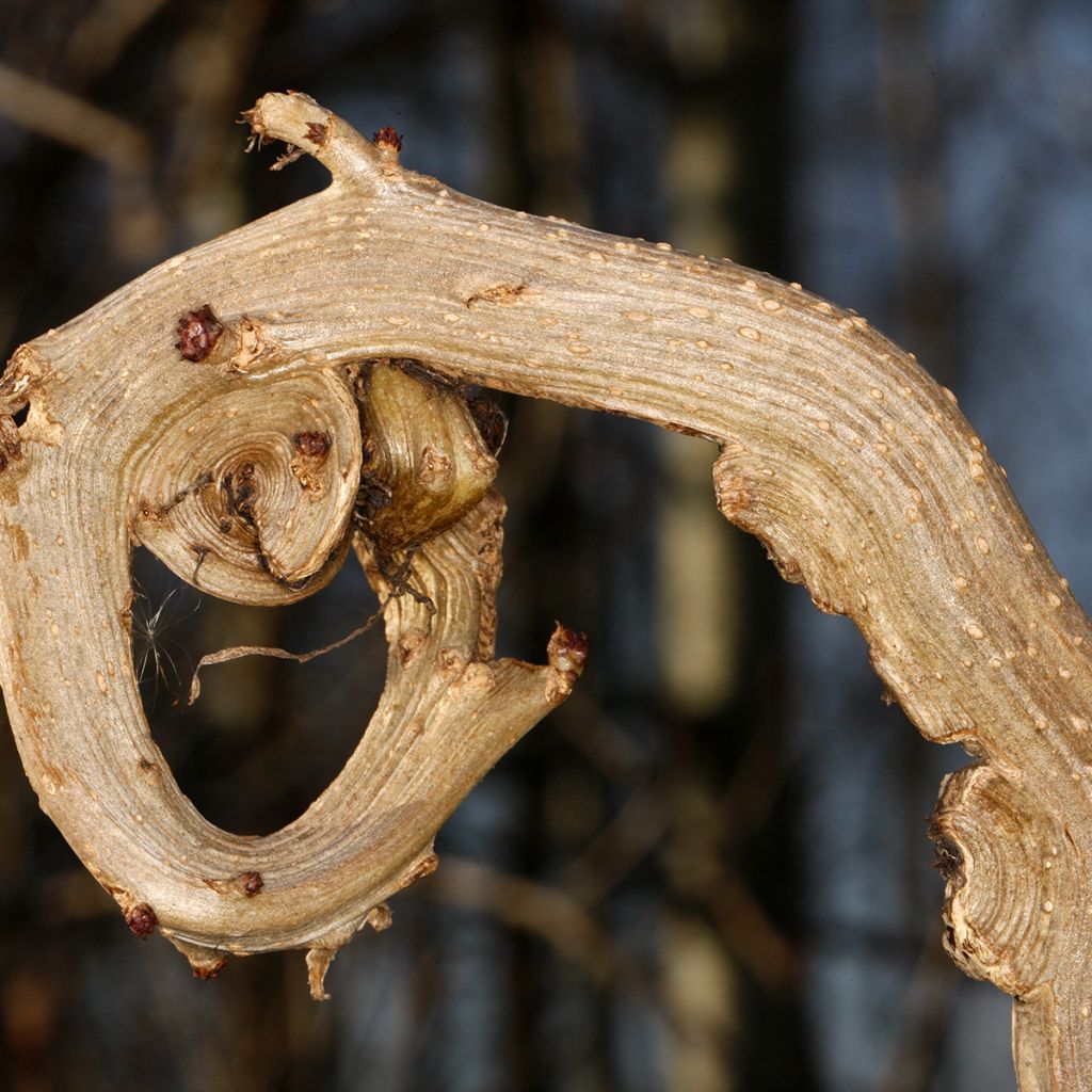 Sambucus nigra Monstrosa