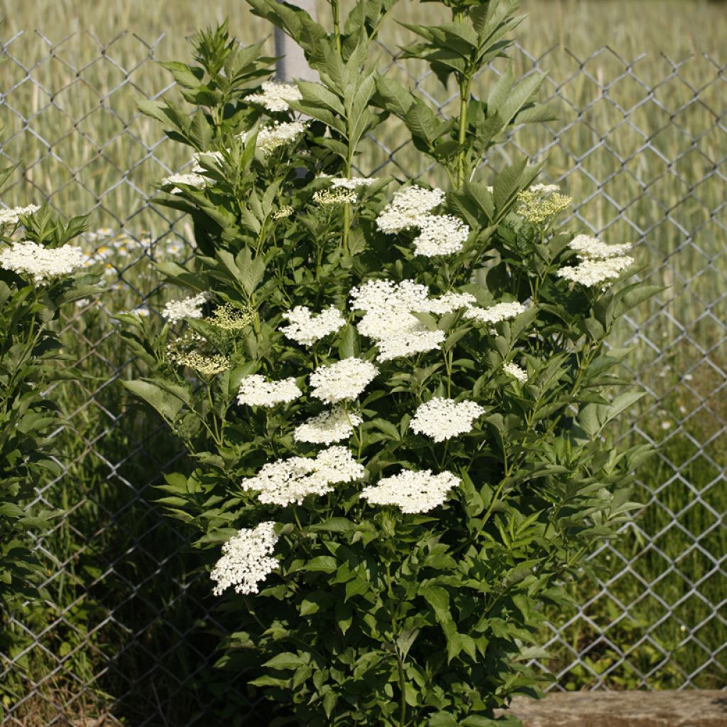 Sambucus nigra Obelisk