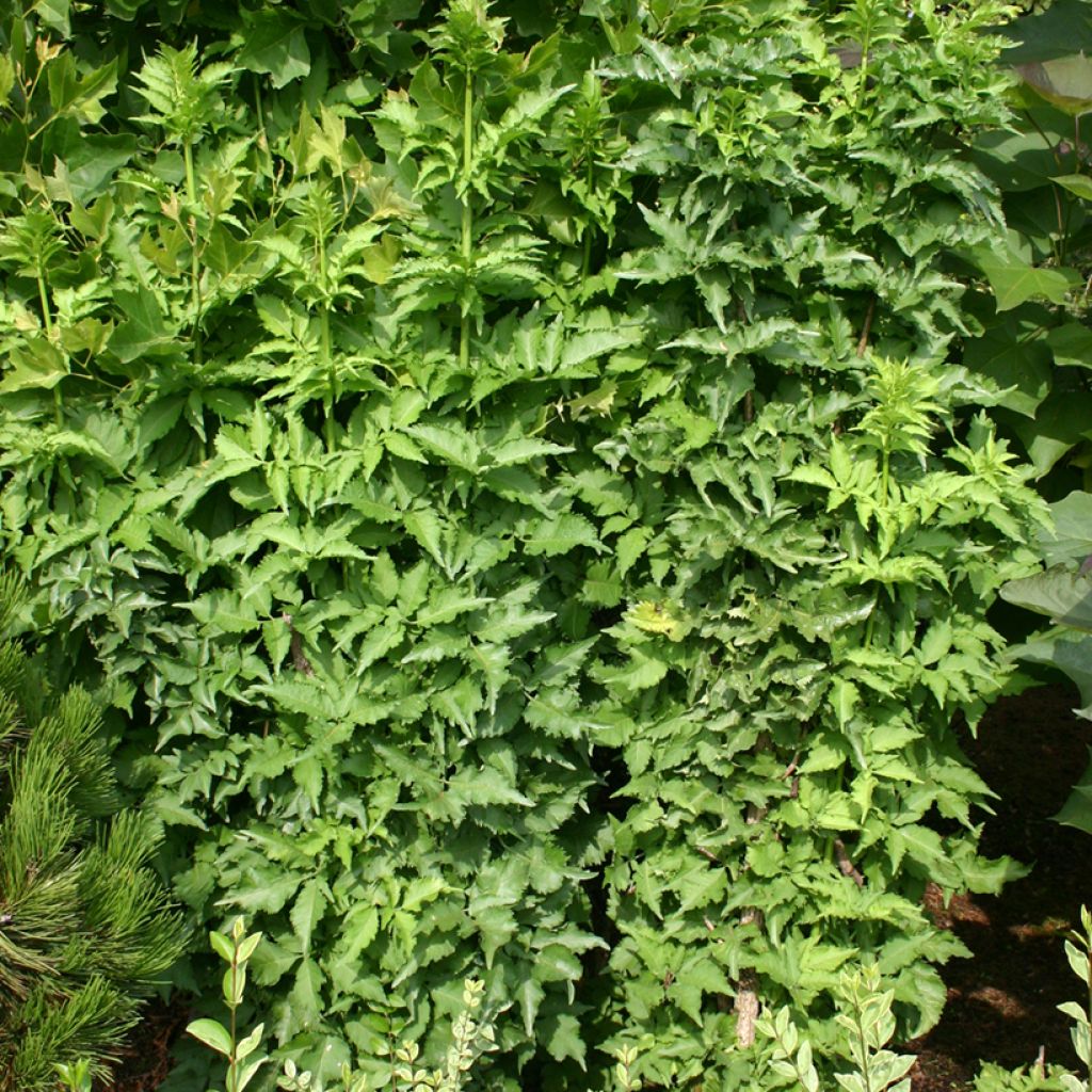 Sambucus nigra Pyramidalis