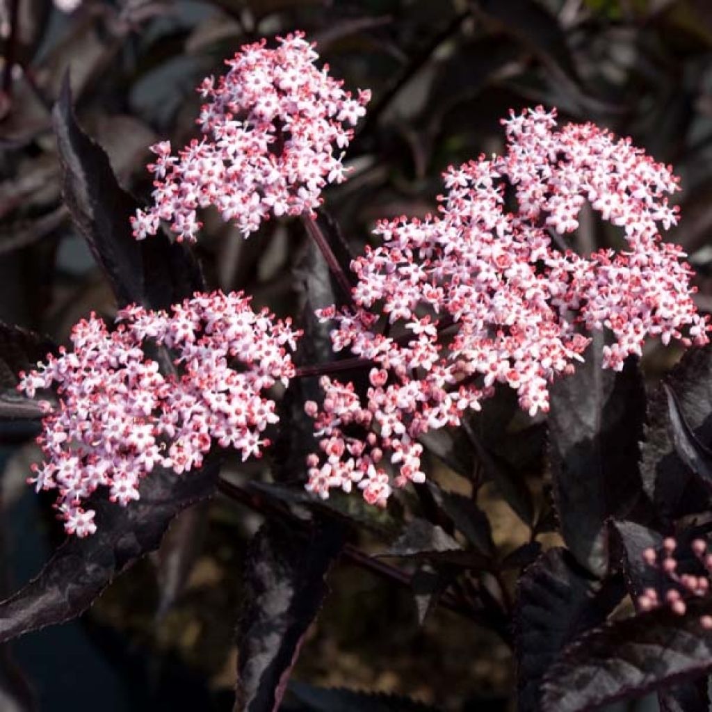 Sambucus nigra Black Beauty