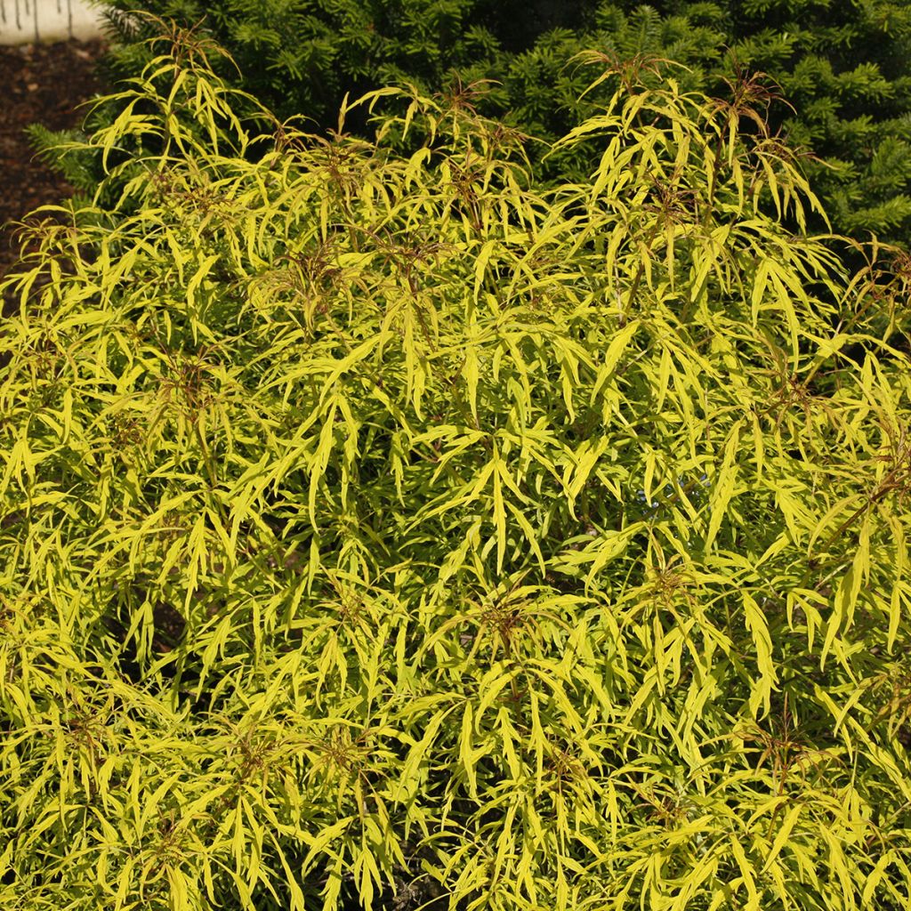 Sambucus racemosa Goldenlocks