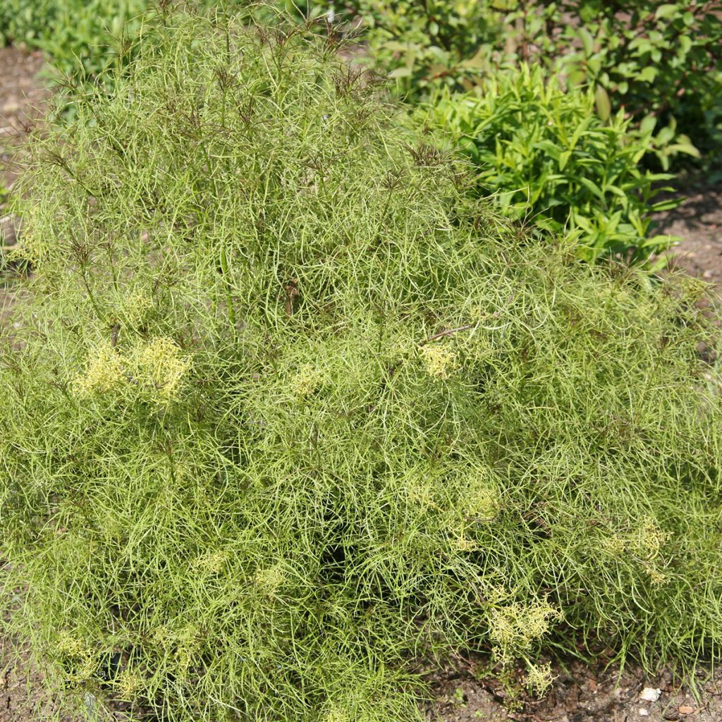 Sambucus racemosa Tenuifolia