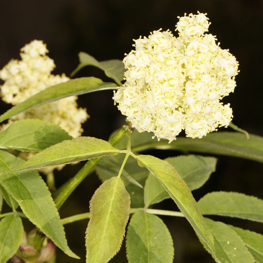 Sambucus tigranii - Sabugueiro-vermelho-da-Arménia