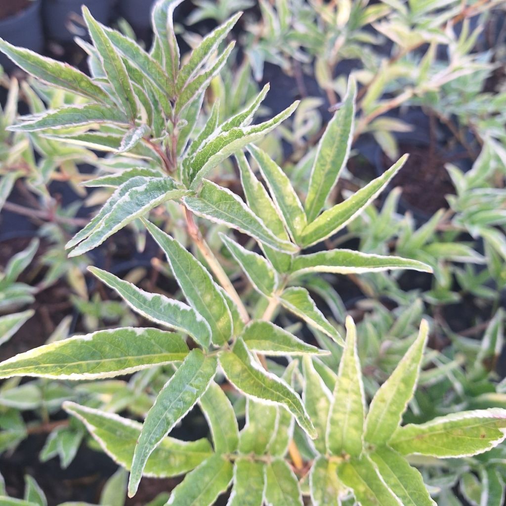 Sureau noir panaché - Sambucus nigra Aureomarginata