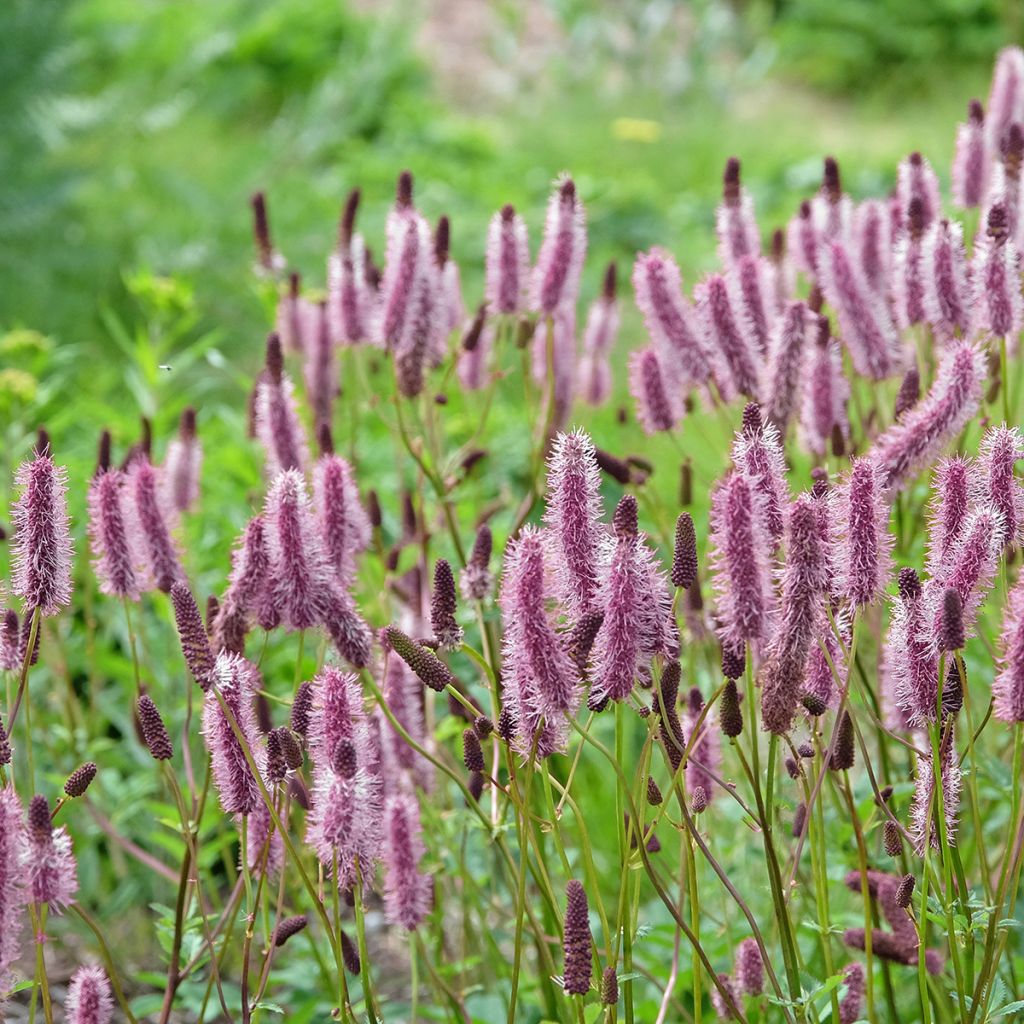 Sanguisorba Wake Up - Pimpinela