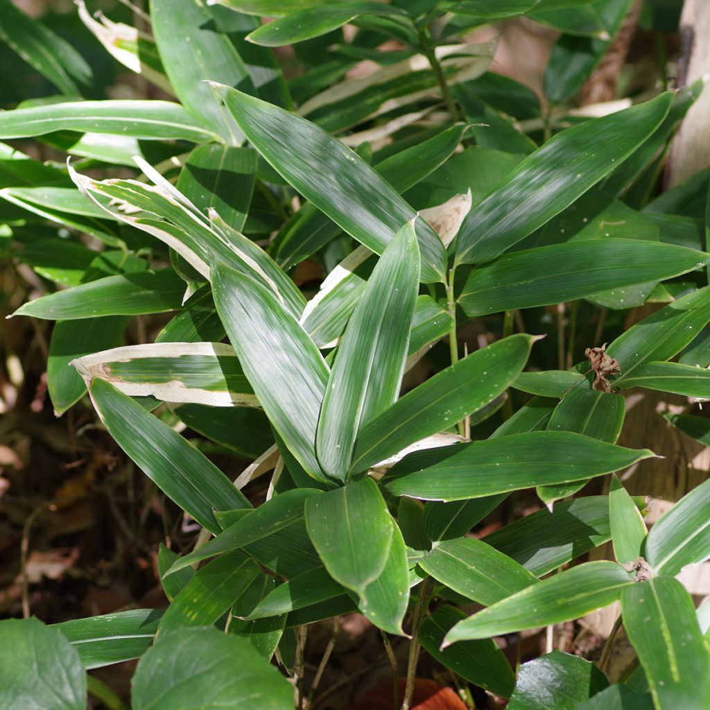 Sasa kurilensis - Bambu-anão