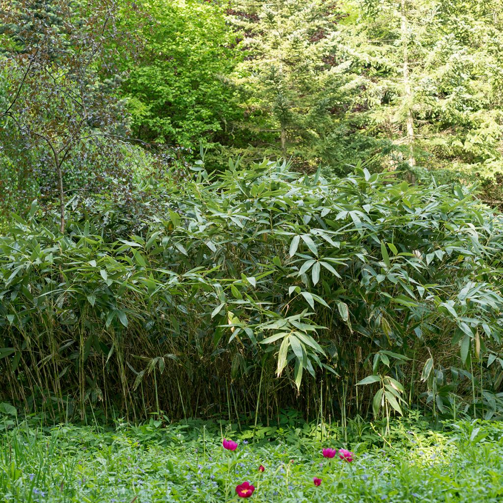 Sasa kurilensis - Bambu-anão