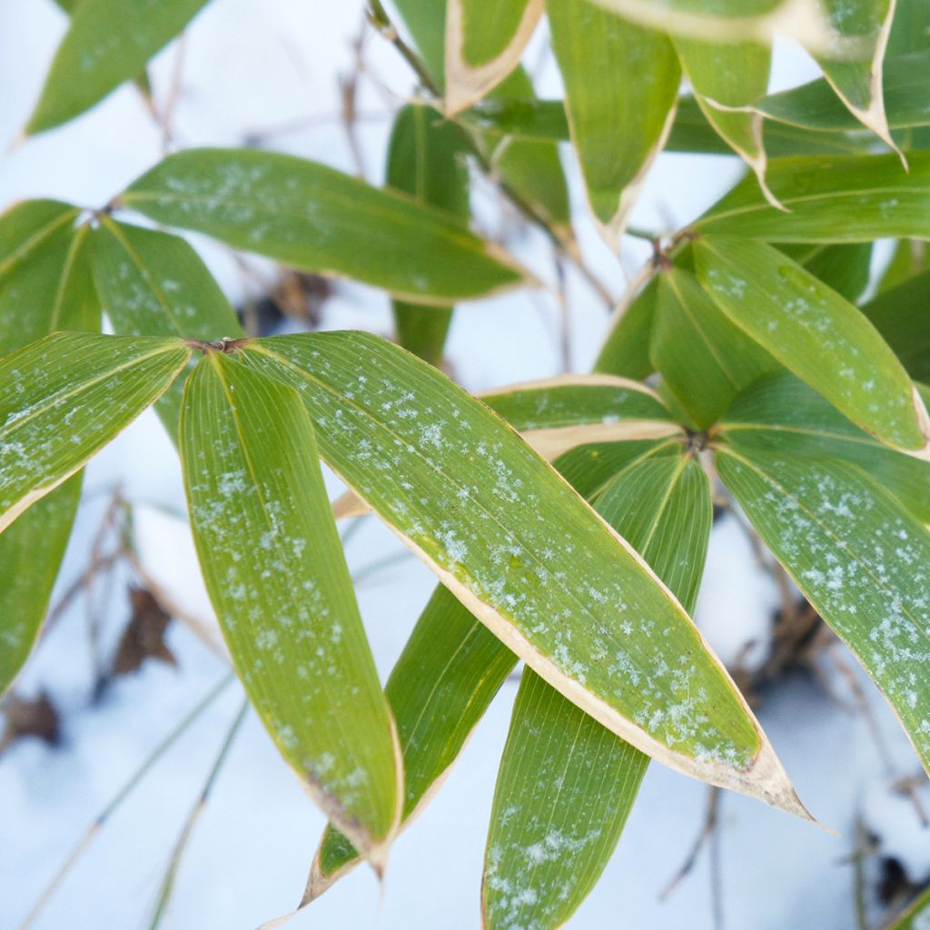Sasa kurilensis - Bambu-anão