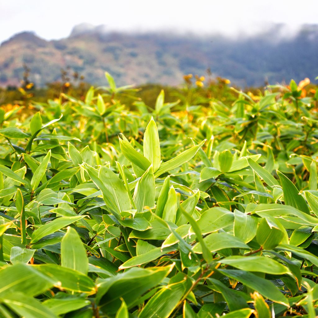 Sasa kurilensis - Bambu-anão