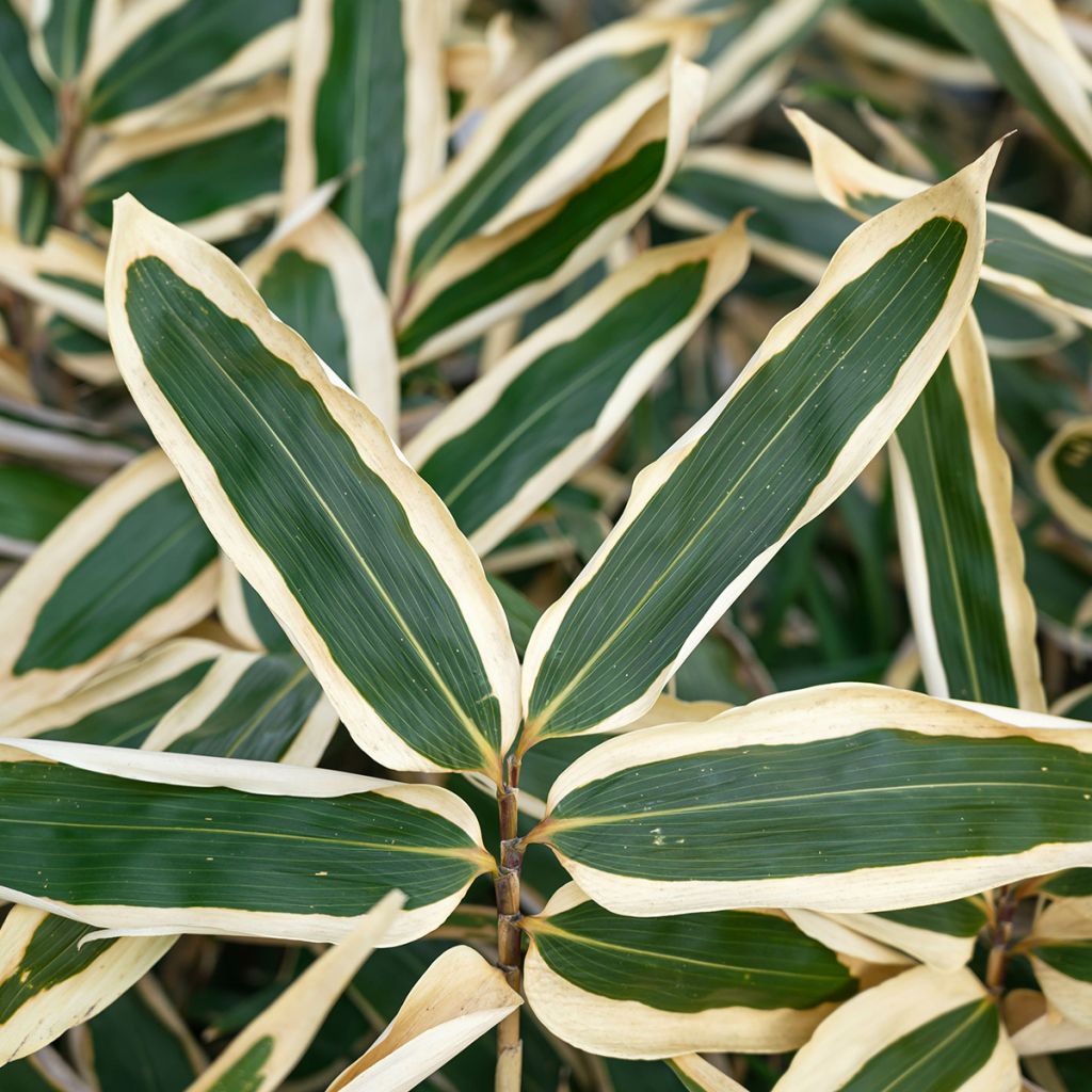 Sasa veitchii - Bambu-anão