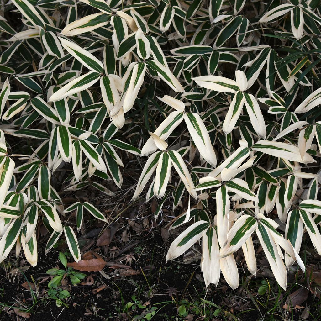 Sasa veitchii - Bambu-anão