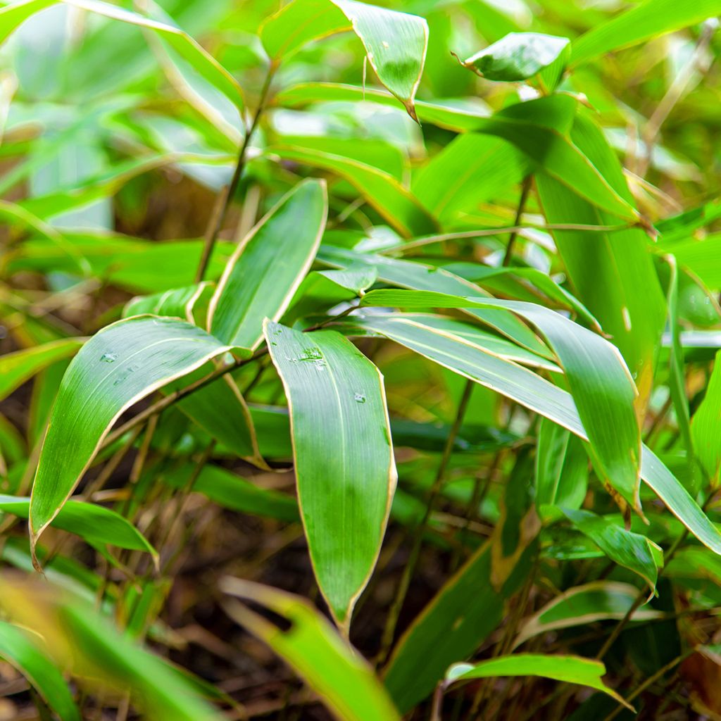 Sasa veitchii - Bambu-anão