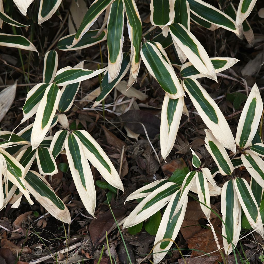 Sasa veitchii - Bambu-anão