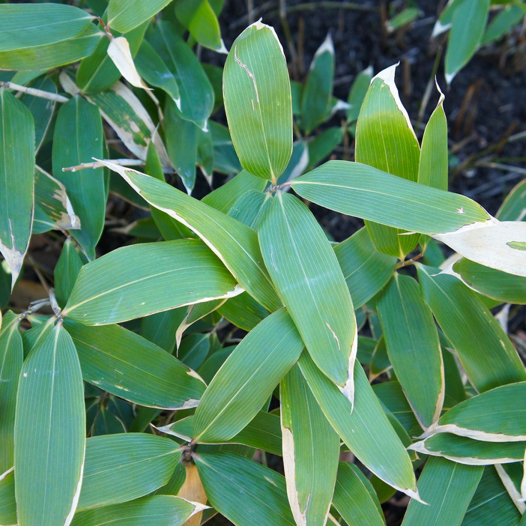 Sasa veitchii - Bambu-anão