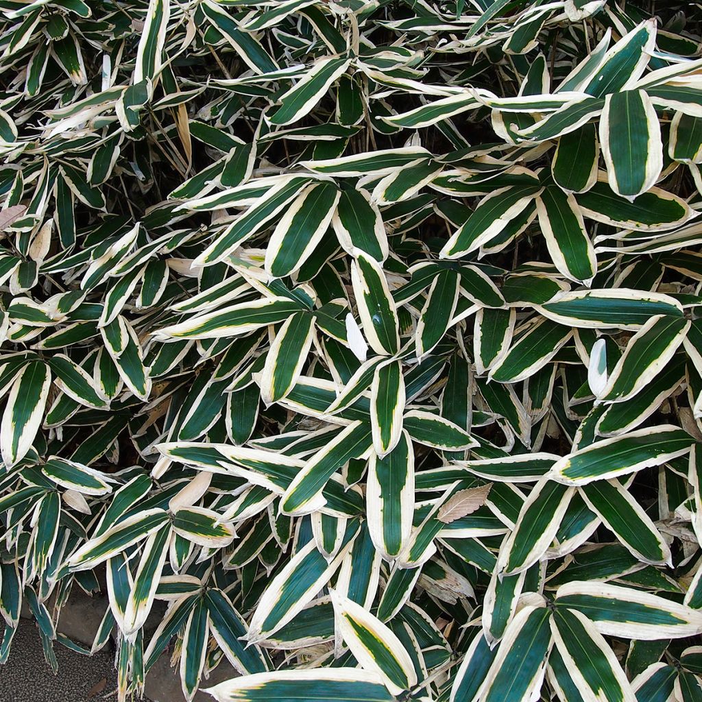 Sasa veitchii - Bambu-anão