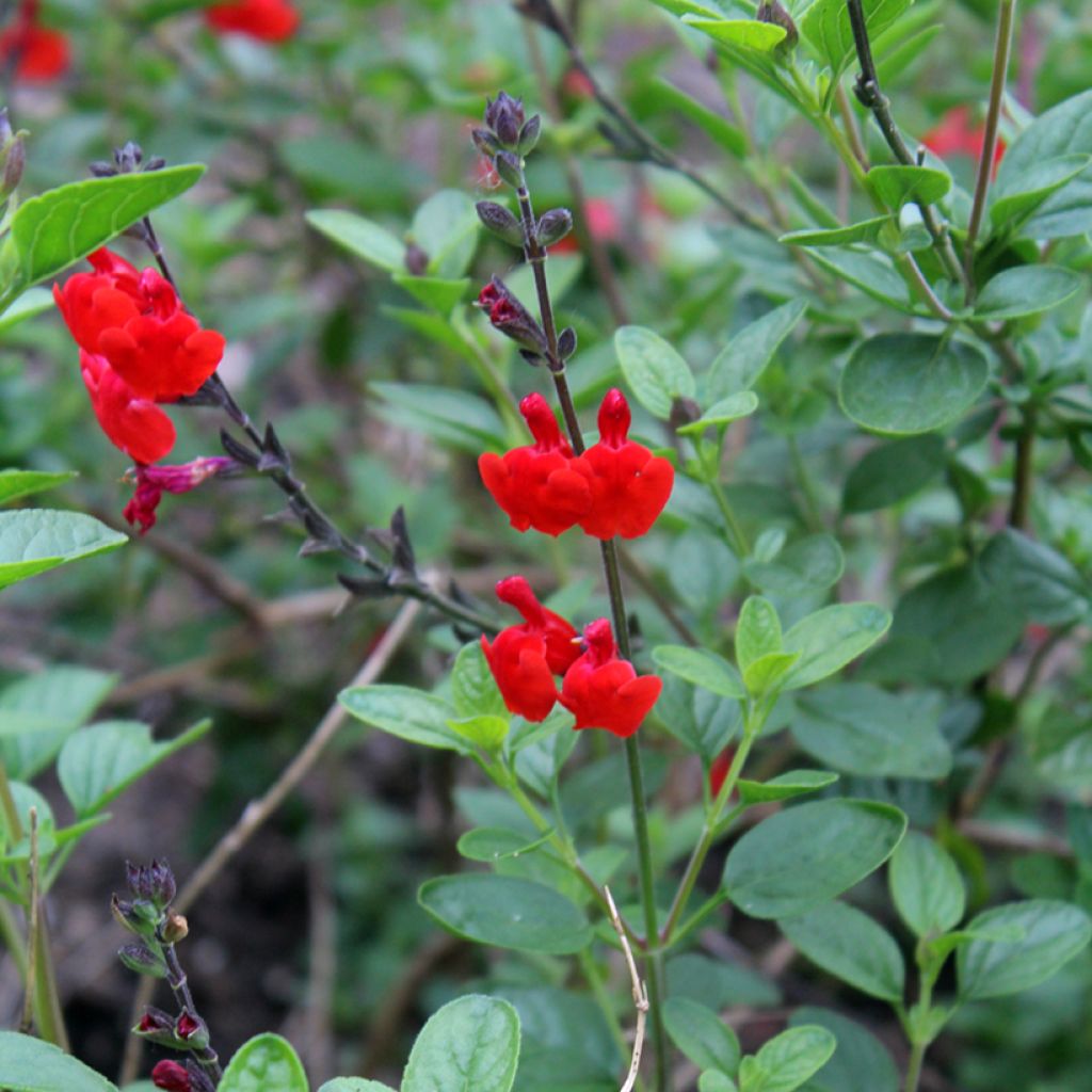 Sálvia microphylla Royal Bumble