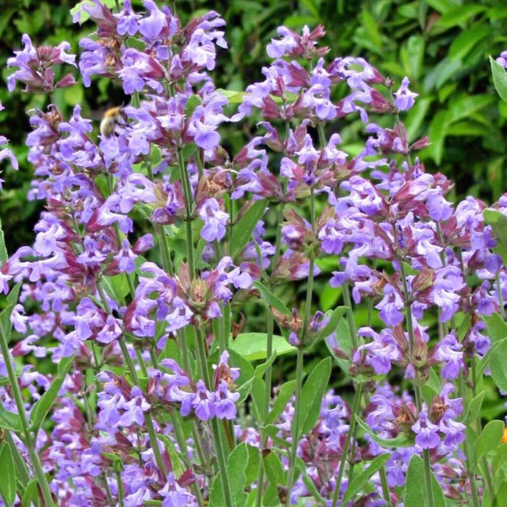 Salva - Salvia officinalis