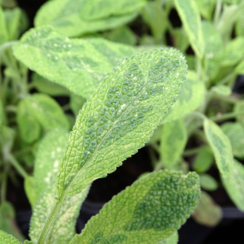 Salvia officinalis Aurea - Sauge officinale Aurea