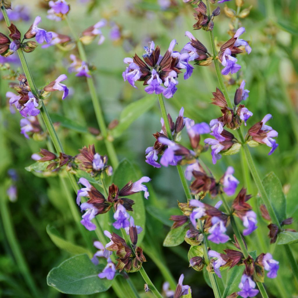 Salva - Salvia officinalis