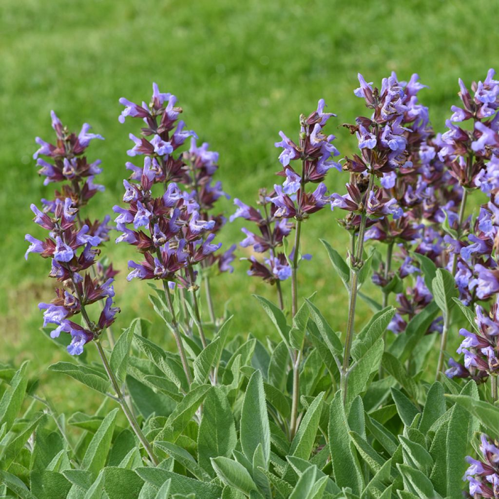 Salva - Salvia officinalis
