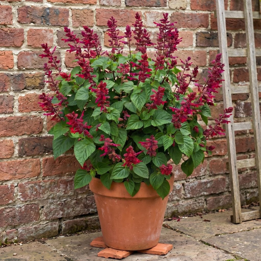 Salvia Rockin' Red Flamingo - Sálvia