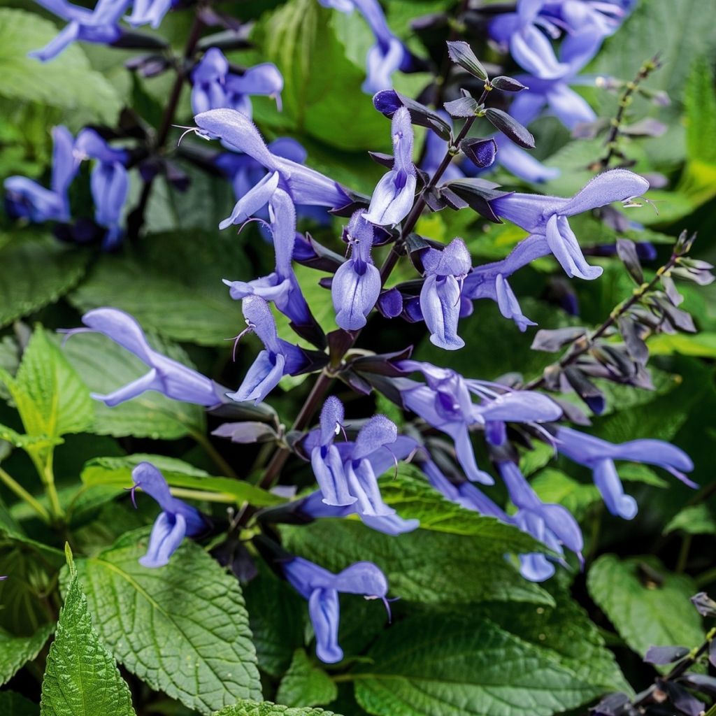 Salvia Rockin' Sky Blue - Sálvia
