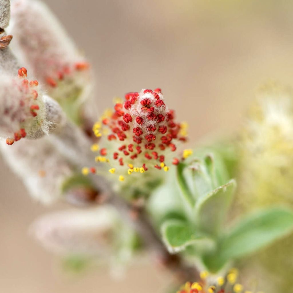 Salix candida Iceberg Alley - Salgueiro