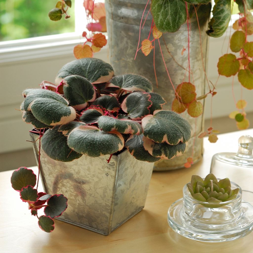 Saxifraga stolonifera Variegata