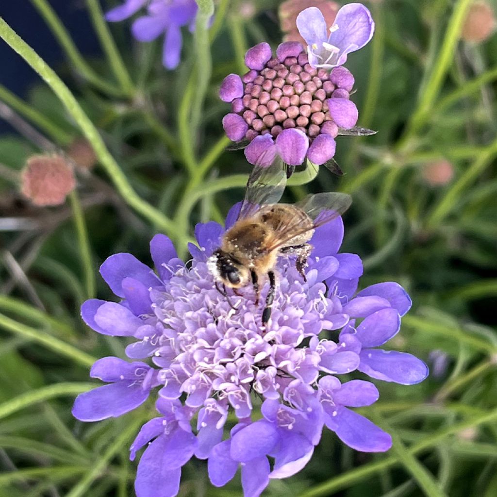 Scabiosa columbaria Nova Dew Drops