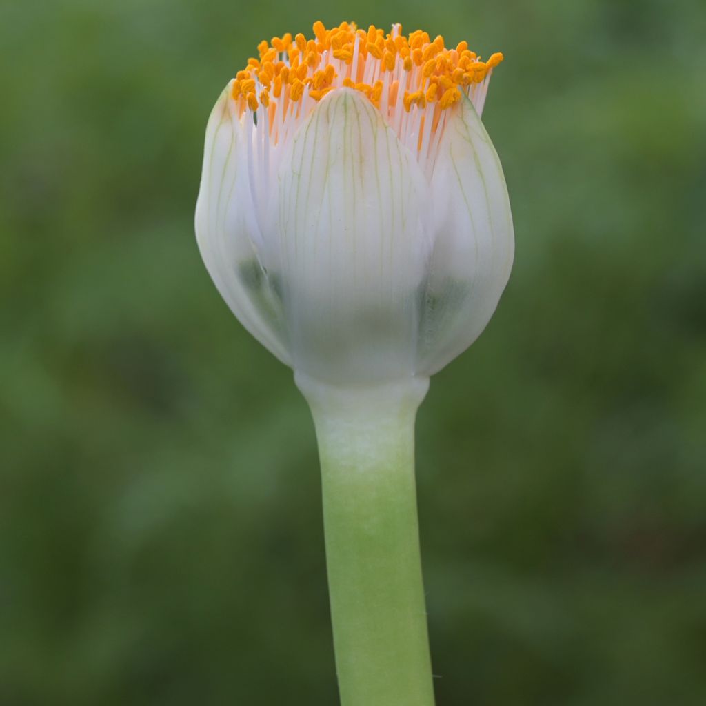 <i>Scadoxus</i> ou <i>Haemanthus albiflos</i>